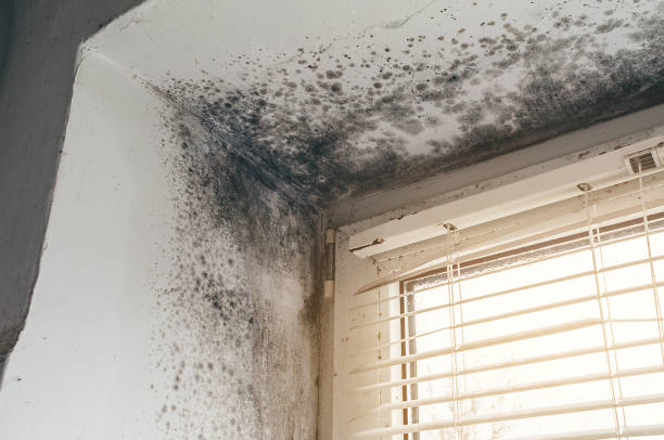 Affordable Mold Inspection And Testing solutions in Fairfax, VA
